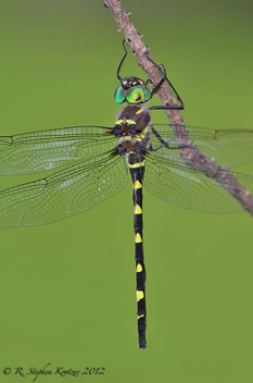 Macromia alleghaniensis, female